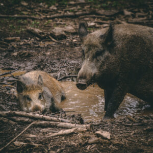 South Georgia Guided Hog Hunts