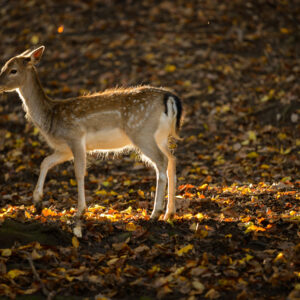 Wildlife Research Scent Killer